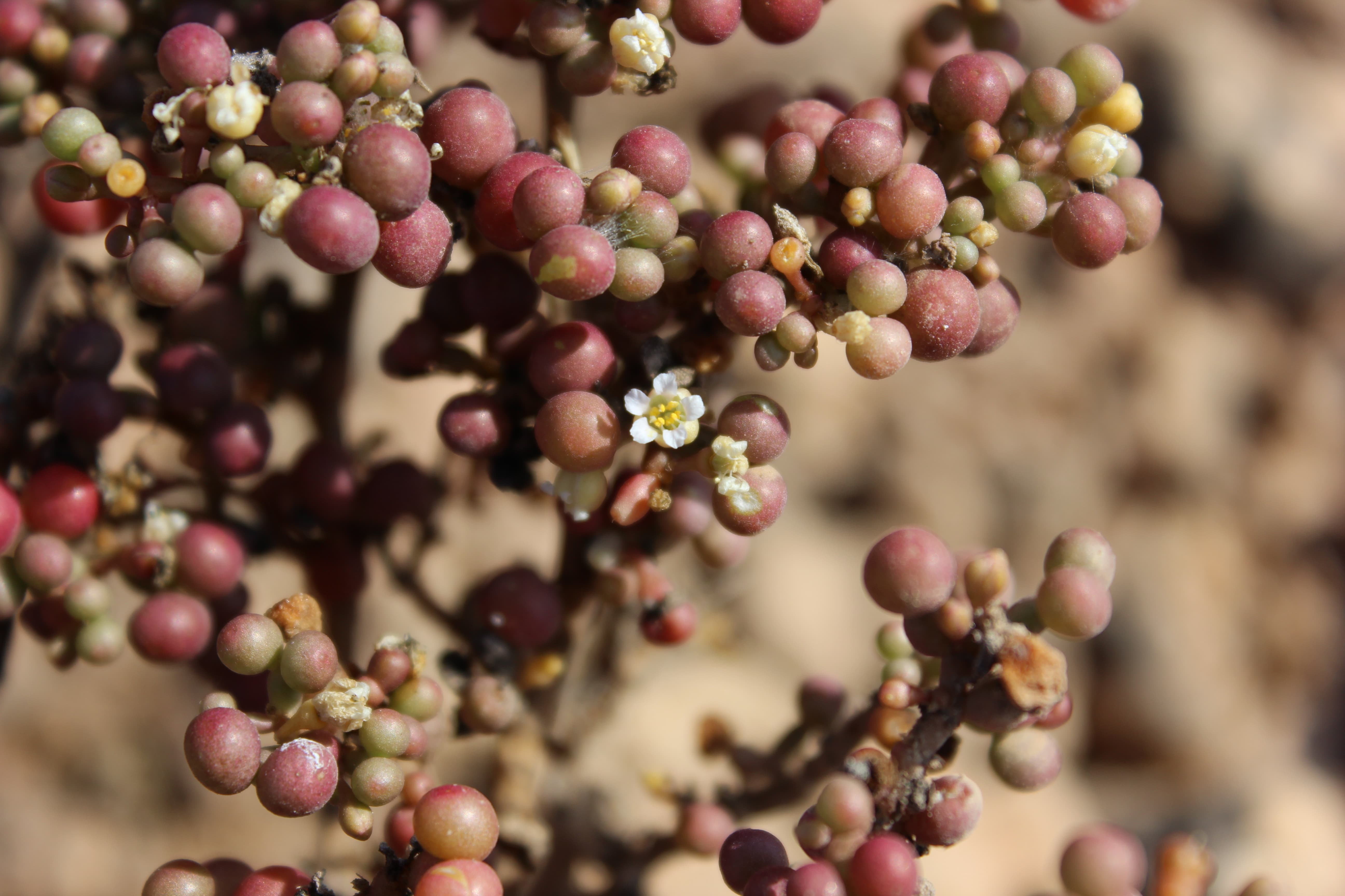 Plant Image